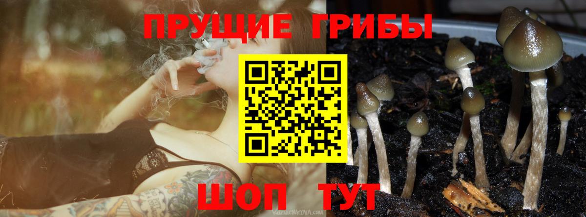 Псилоцибиновые грибы Cubensis  Вход с VPN  Псилоцибиновые грибы GOLDEN TEACHER  Бийск 